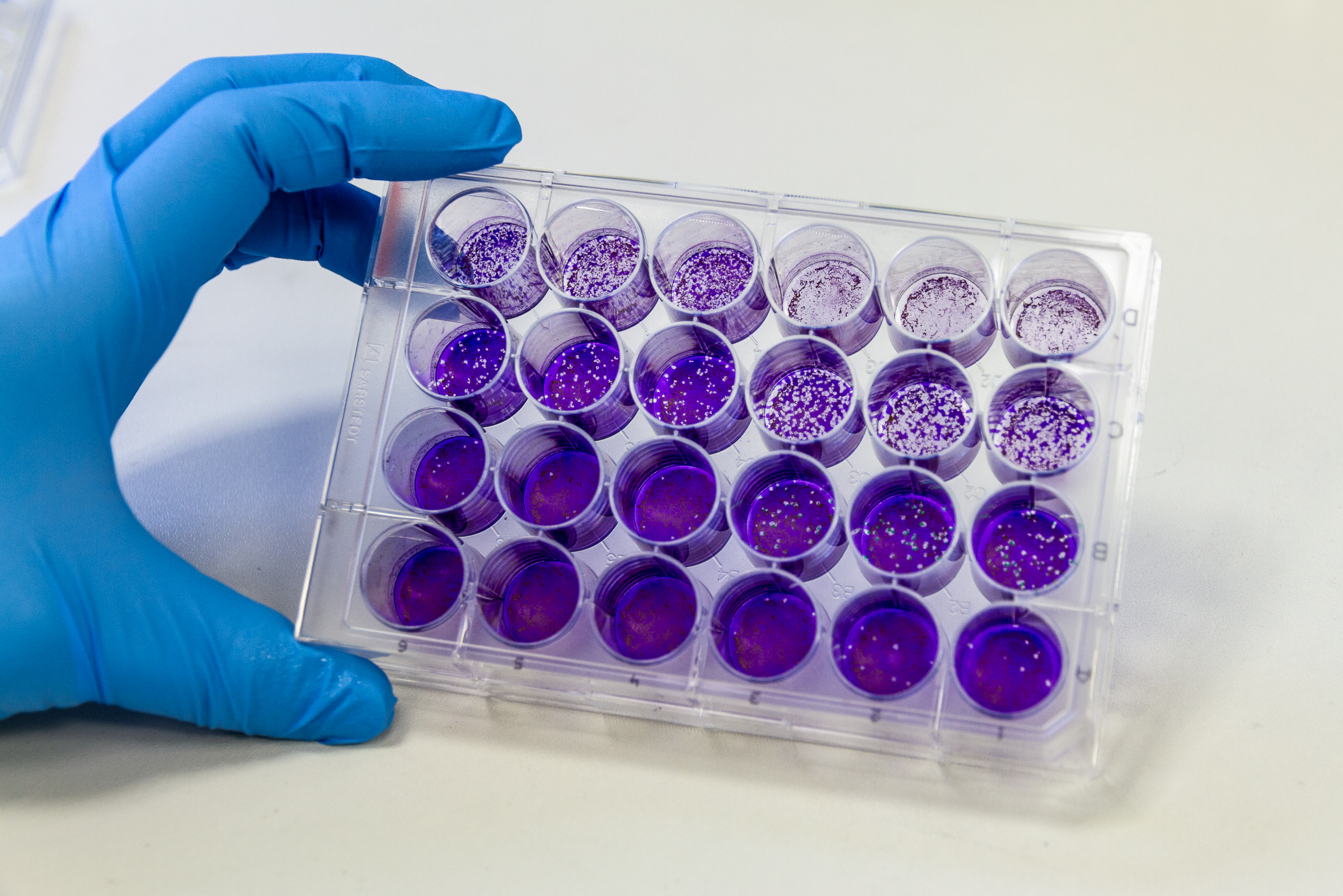 Fraunhofer researchers use virus infection tests, e.g. a plaque or TCID50 assay, to investigate whether the air still contains infectious and thus transmissible viruses after inactivation.